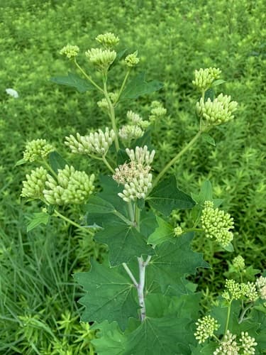 Pale Indian Plantain