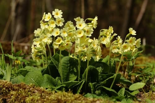 Oxlip