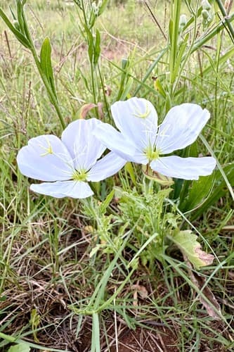 Fourwing Evening Primrose