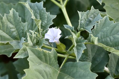 Long-spined Thorn-apple