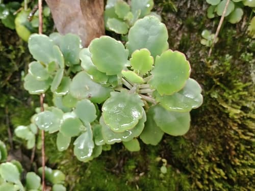 Milky Widow's-Thrill