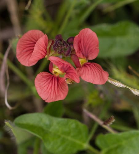 Variableleaf Bushbean Flower