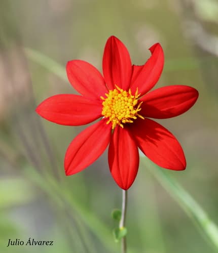 Red Dahlia