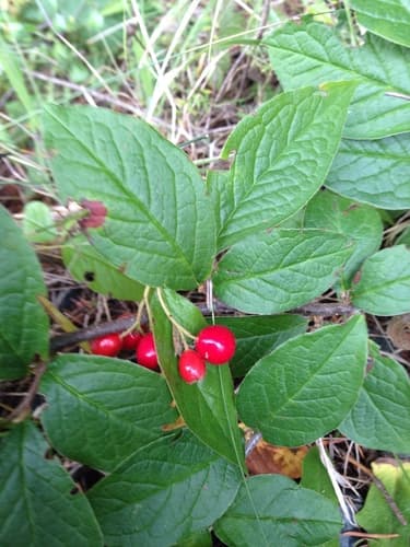 Bullate Cotoneaster Bonsai