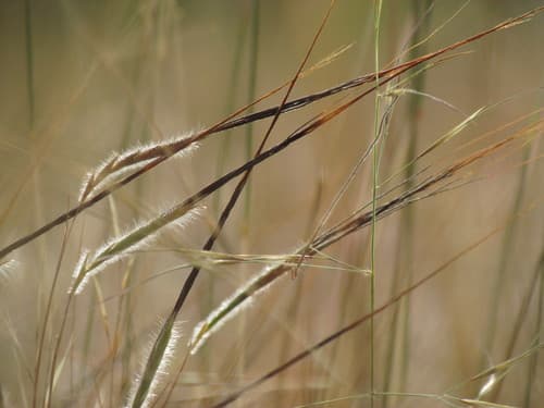 Tanglehead Grass