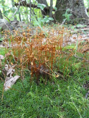 Ohio Haircap Moss