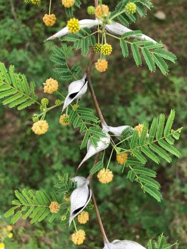 Boat-spine Acacia Bonsai