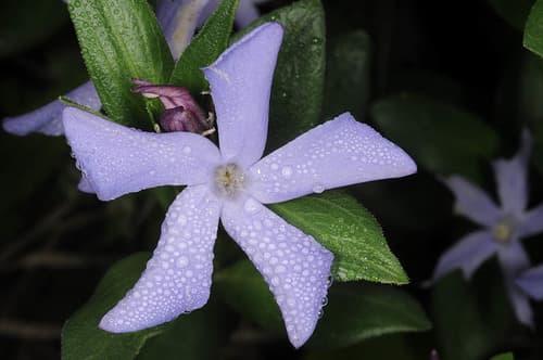 Herbaceous Periwinkle