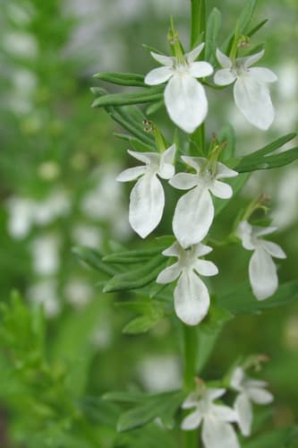 Coastal Germander Bonsai