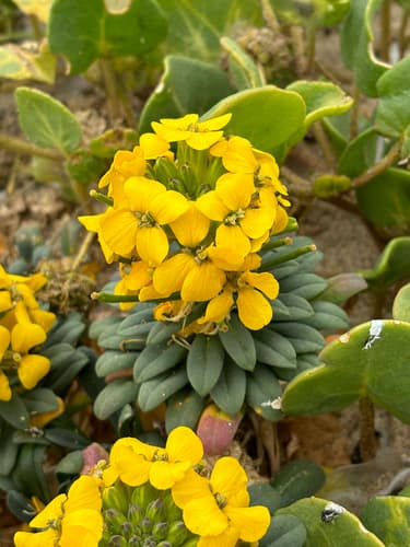 Menzies' Wallflower Bonsai