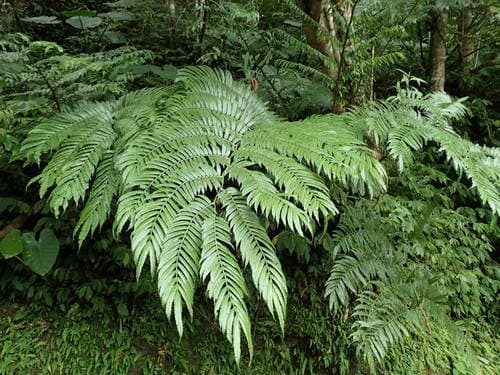 Vessel Fern