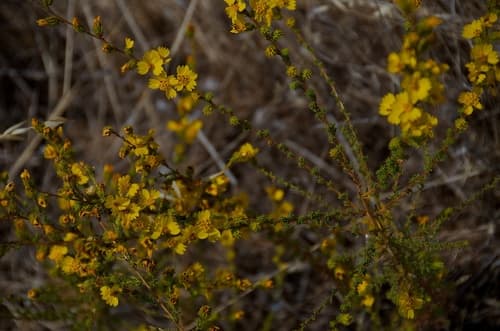 Pit-gland Tarweed