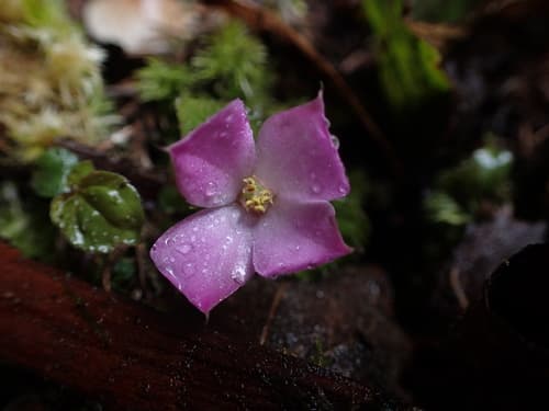 Persian violet melastome