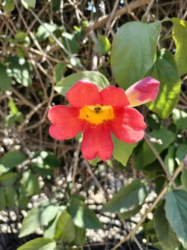 Mexican blood flower