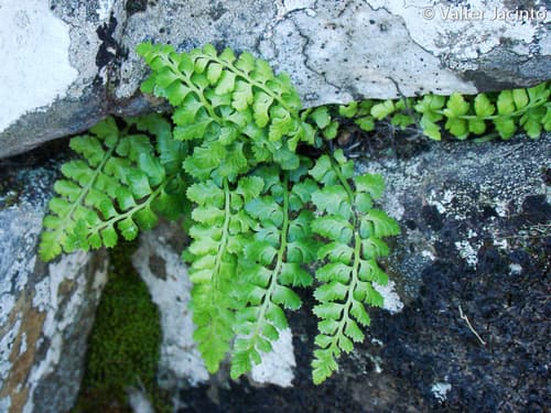 Lanceolate Spleenwort Bonsai