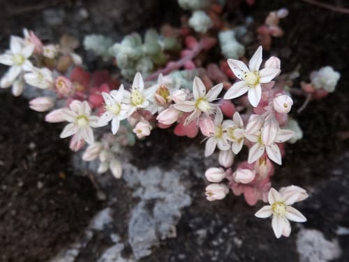 Short-leaved Stonecrop Bonsai