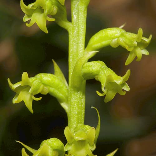 Gennari’s Two-Leaved Orchid
