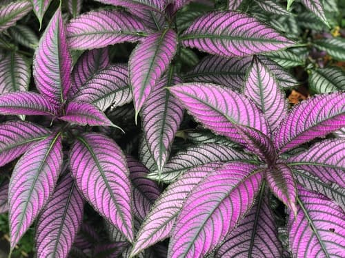 Strobilanthes auriculata