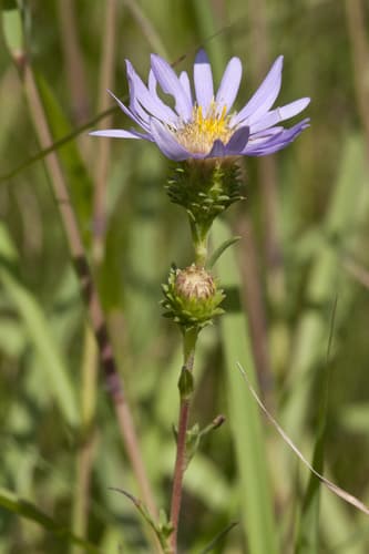 Grass-leaved prairie aster