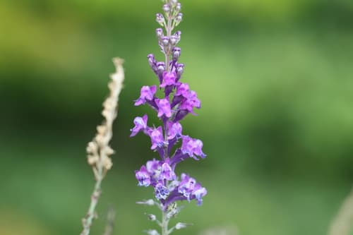 Purple Toadflax