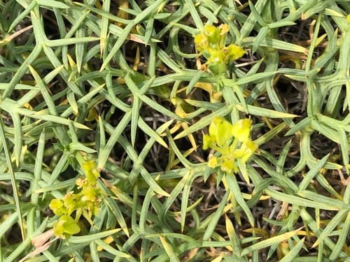 Mother-in-law Cushion