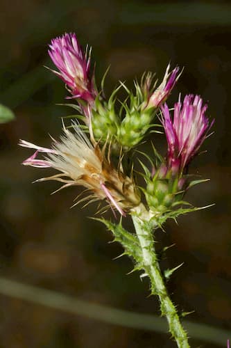 Slender Thistle