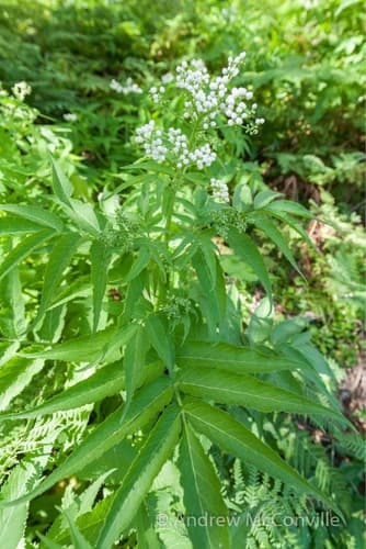 White Elderberry Bonsai