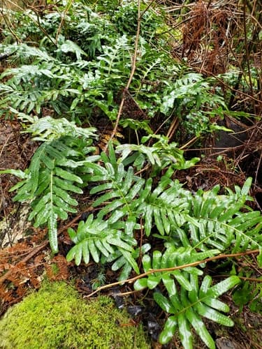 Leathery Polypody