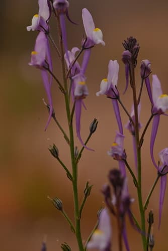 Annual Toadflax