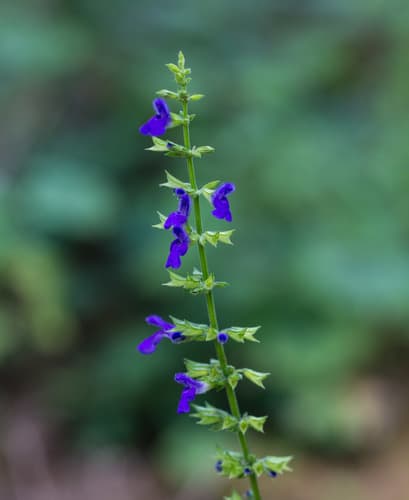Mexican Sage