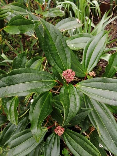 David Viburnum Bonsai