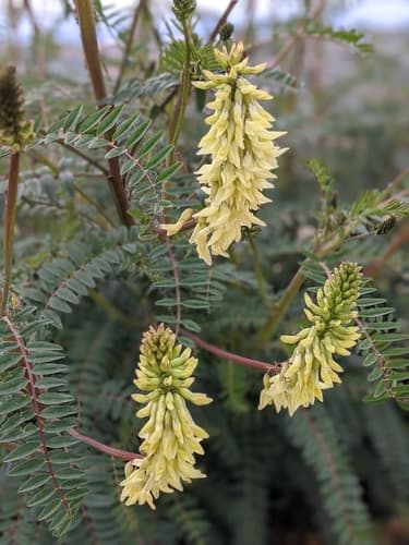 Santa Barbara Milkvetch