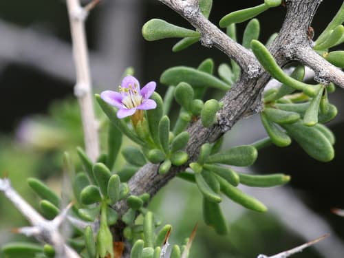 Baja Desert-Thorn Bonsai
