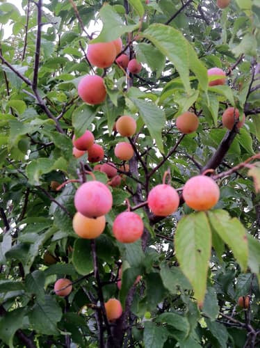 American Plum Bonsai