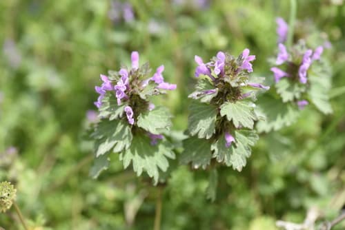 Cutleaf Deadnettle