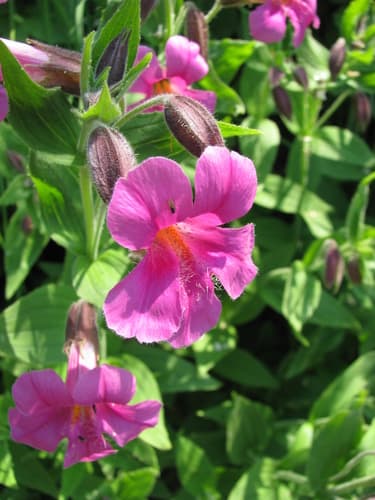 Lewis' Monkeyflower