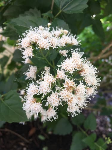 Shrubby Boneset Bonsai