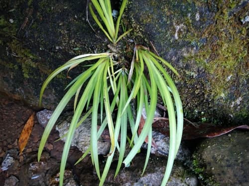 Grassleaf Sweet-Flag Bonsai