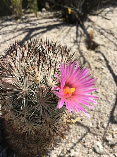 Cushion Foxtail Cactus