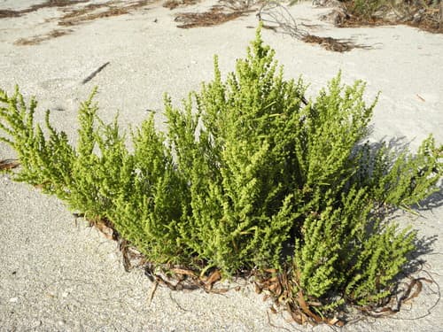 Annual Seepweed Specimen