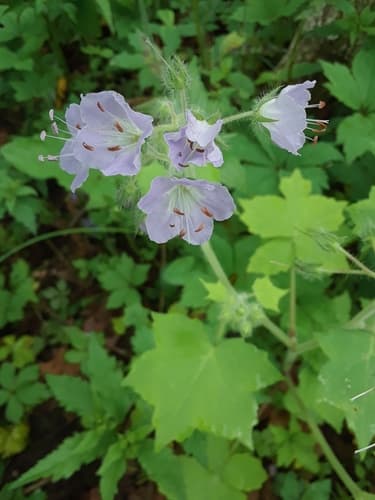 Great Waterleaf