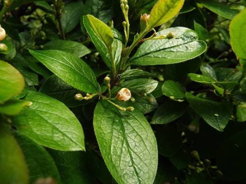 Shiny Cotoneaster Bonsai