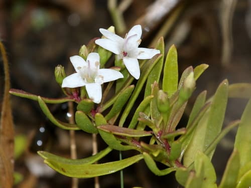 Creeping Myoporum