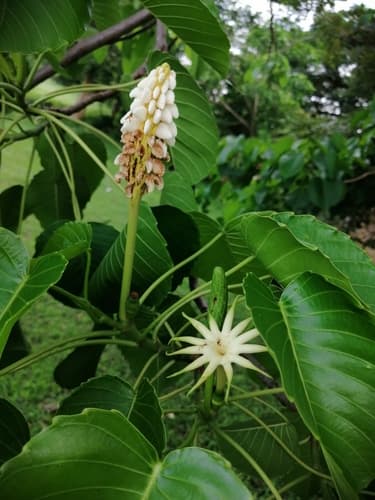 Hura polyandra Bonsai