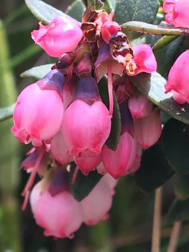 Andean Blueberry Bonsai