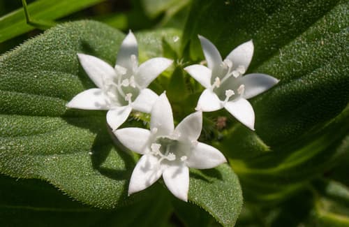 Tropical Mexican Clover