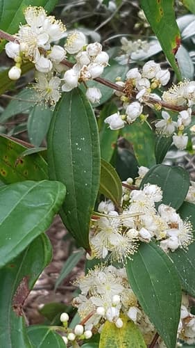 Scrub Turpentine Bonsai