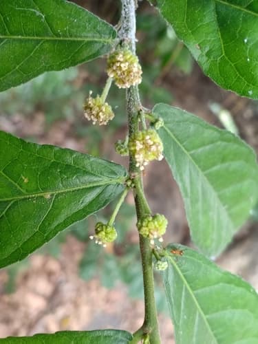 Siamese Rough Bush Bonsai