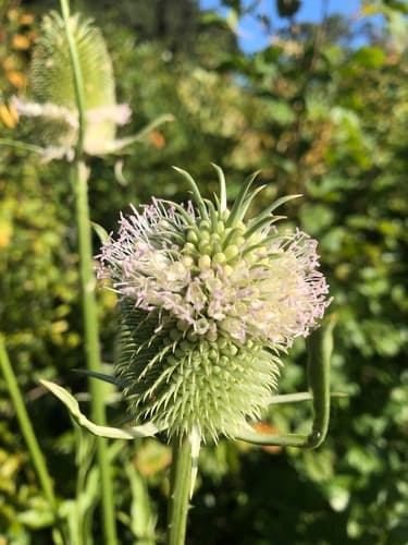 Fuller's Teasel Bonsai (Hypothetical)