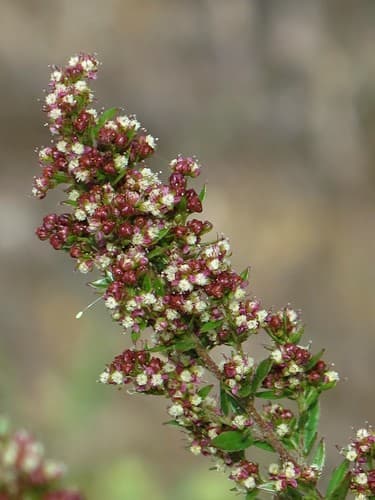 Hairy Pinweed